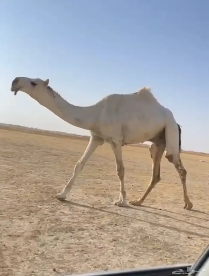 القعود الباتلي الكفو 0