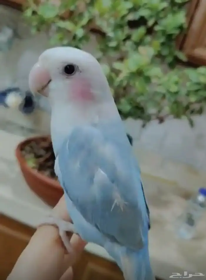 ببغاء روز 1