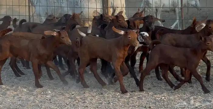 معزا جنوبيات دهم طيبه متابيع 16 معها 20 9