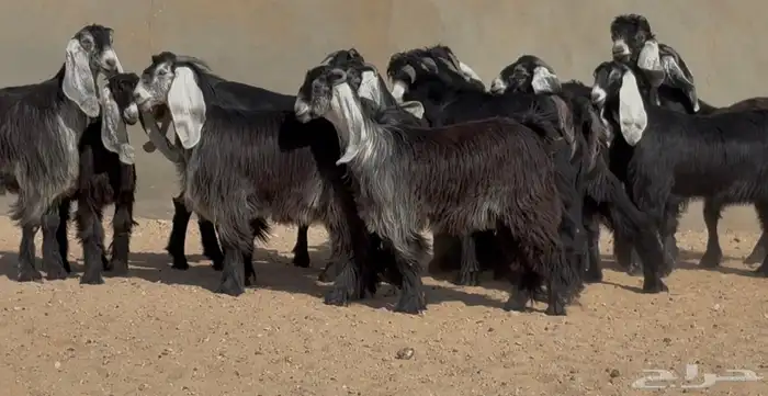 جذعات عوارض صنف العدد 15 بفحولها 3 ( فاخره) 3