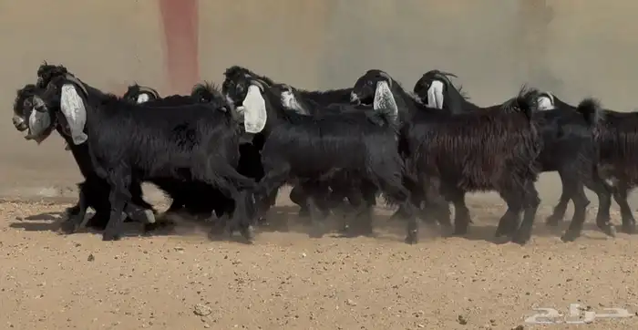 جذعات عوارض صنف العدد 15 بفحولها 3 ( فاخره) 4