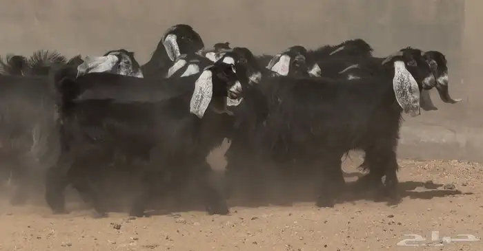 جذعات عوارض صنف العدد 15 بفحولها 3 ( فاخره) 6