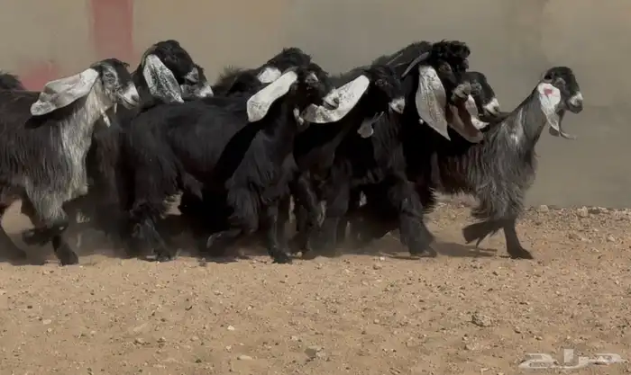 جذعات عوارض صنف العدد 15 بفحولها 3 ( فاخره) 5