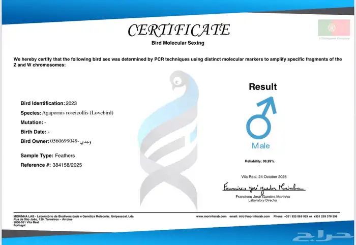 للبيع ذكر ببغاء المائر 4