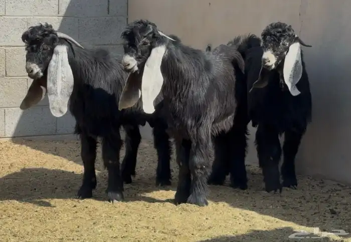 جذعات عوارض صنف العدد 15 بفحولها 3 ( فاخره) 1