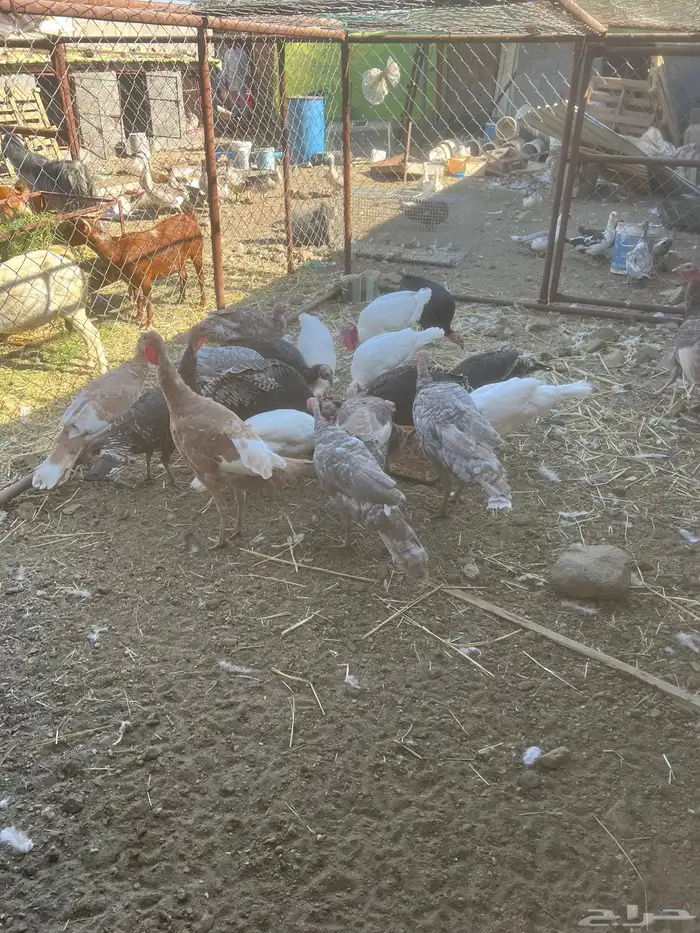 دجاح رومي 2
