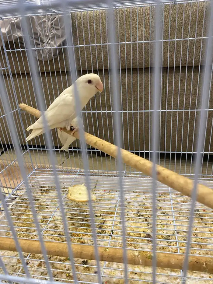 زوج روز ال بينو عيون حمراء محمية الوادي 2