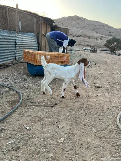 تيس داغور index