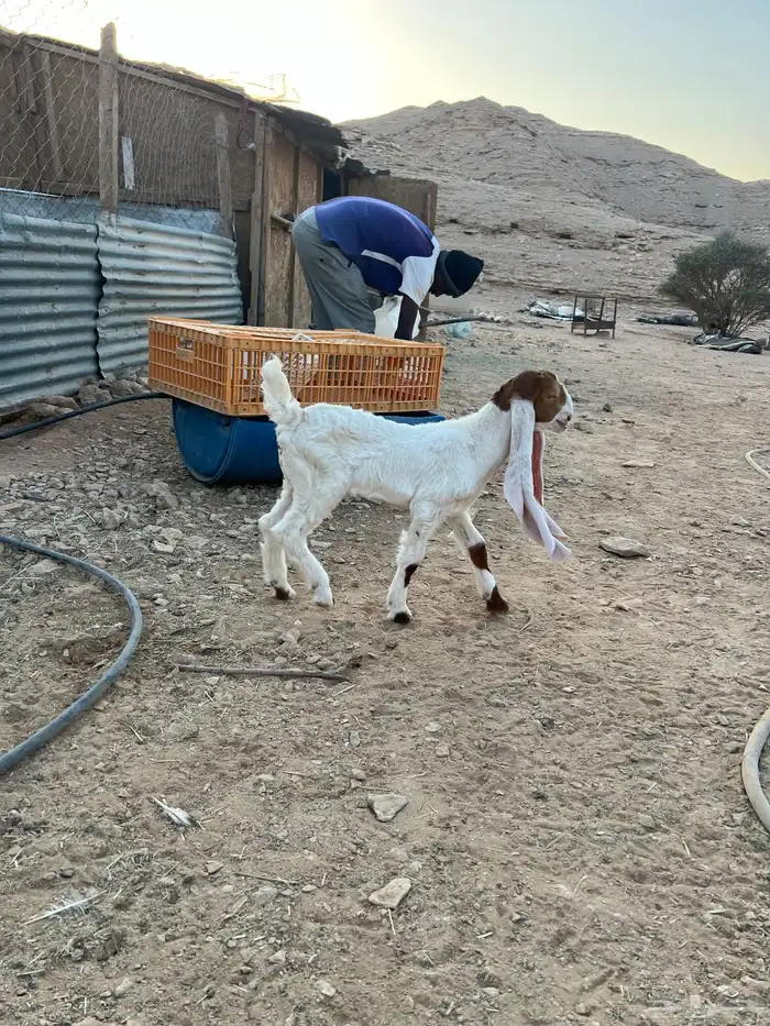 تيس داغور 1