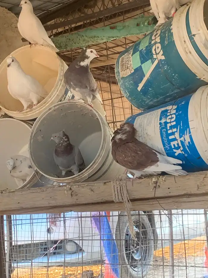 البيع حمام بلجيكي 5