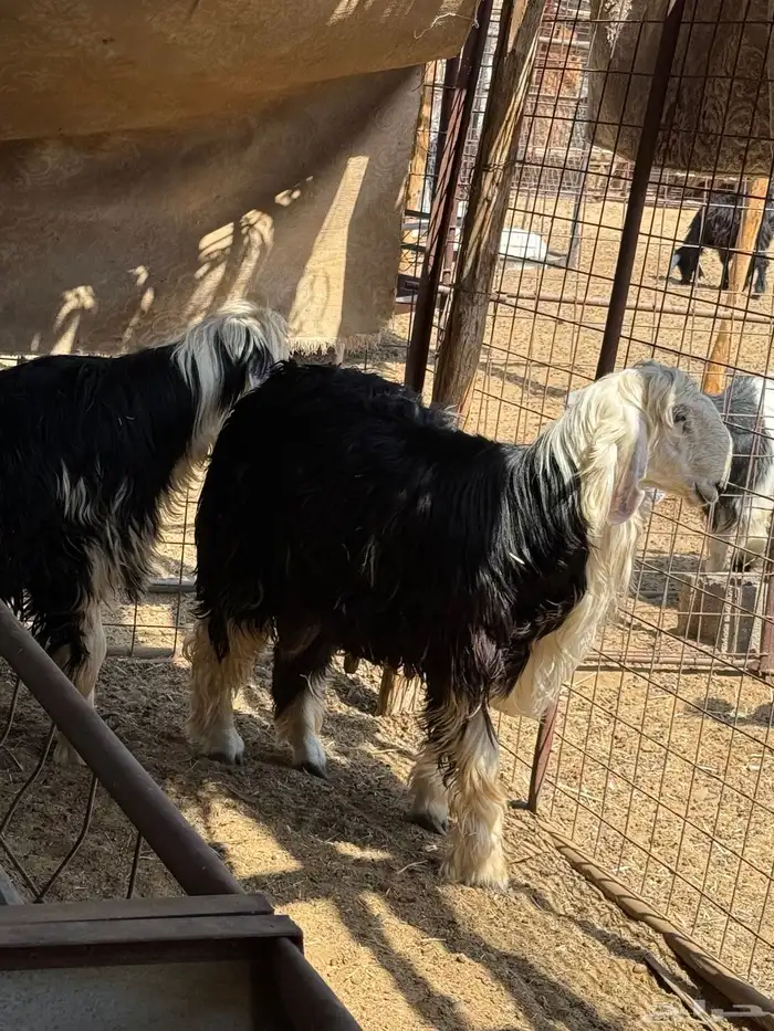 طليان نجدي جبره وفاخره. 2