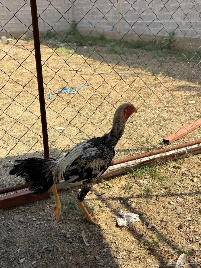 ديك باكستاني . العمر سبعه شهور . 3