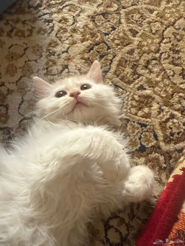 قطط للتبني 1