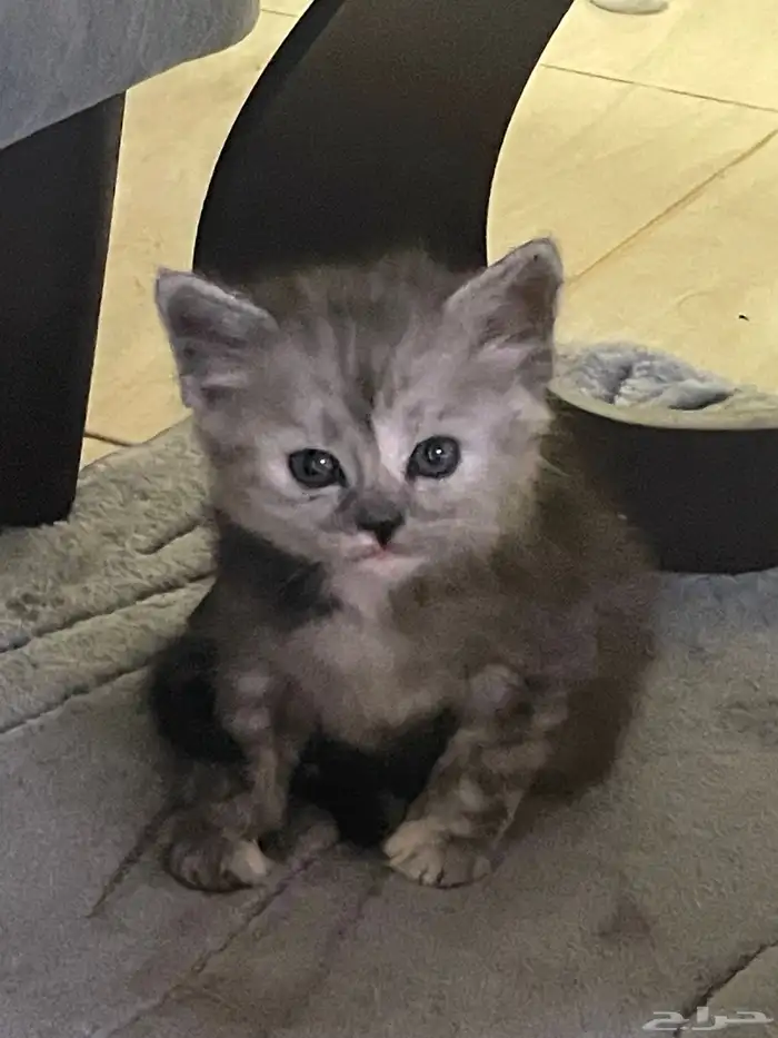 قطه صغيره للبيع 0