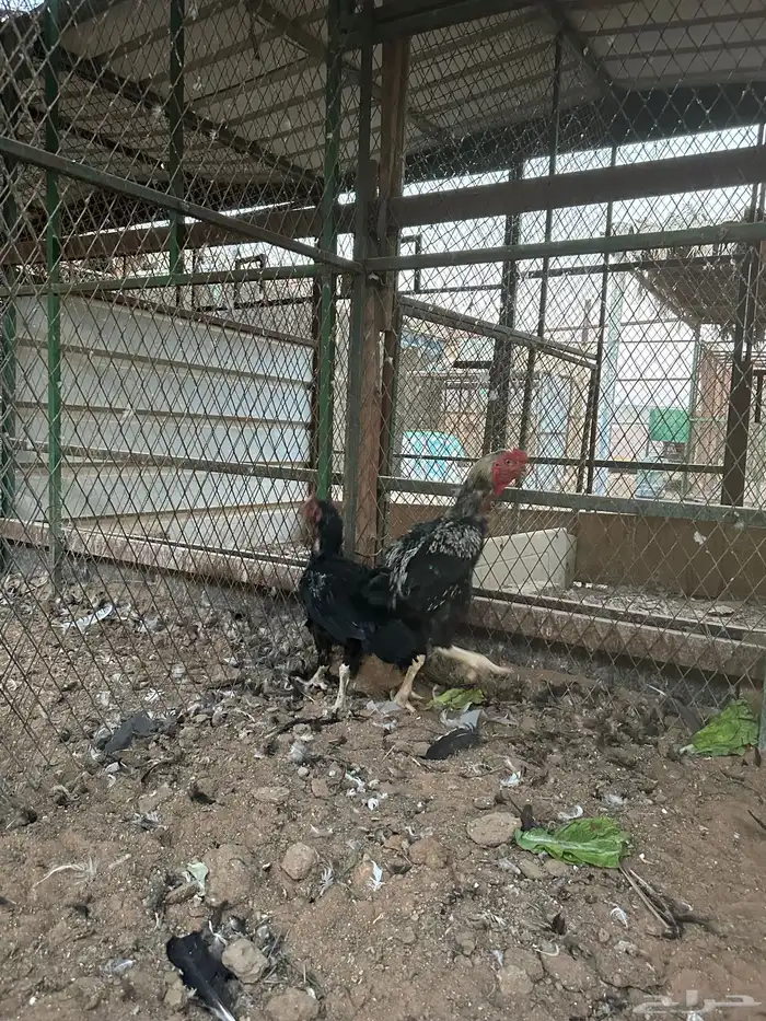 اطقم دجاج شامو - مستوى تب 19