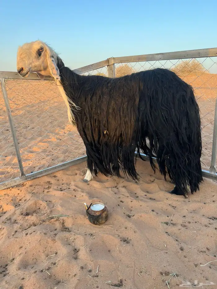 للبيع شاه نجديه خصم 0