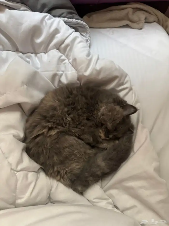 قطة شيرازي أمريكي 5