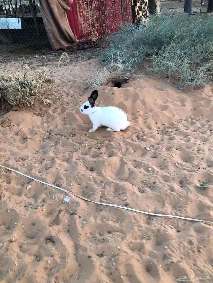 ذكر ارنب بابون 6