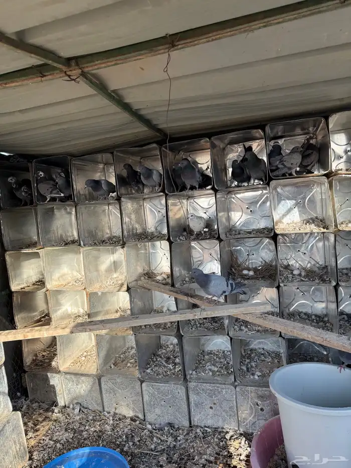 حمام دحول قوي وسبوق 0