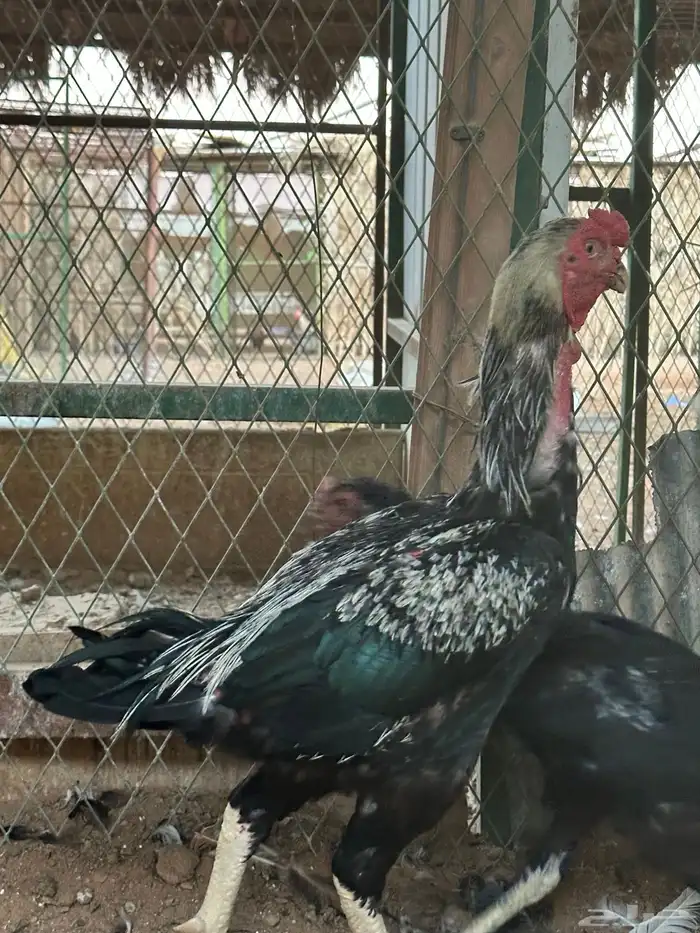 اطقم دجاج شامو - مستوى تب 11