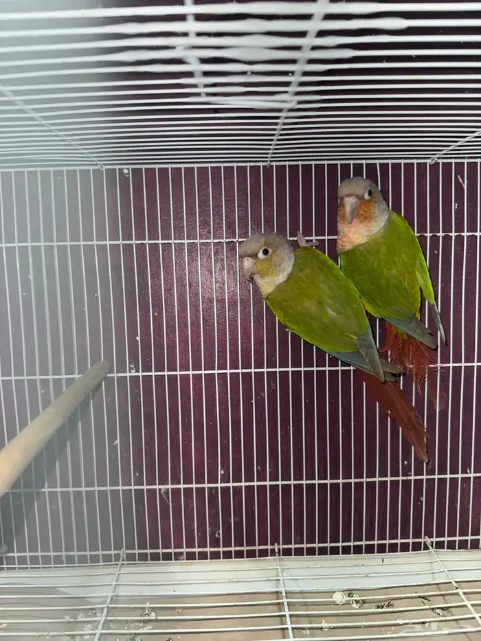 للبيع حبتين كنيور مجهول الجنس على السوم 0