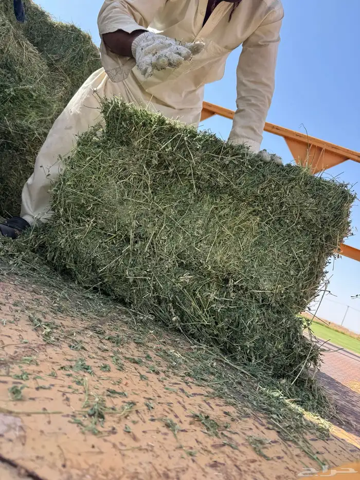 على طلب العميل برسيم رودس ذره نجم ت 6