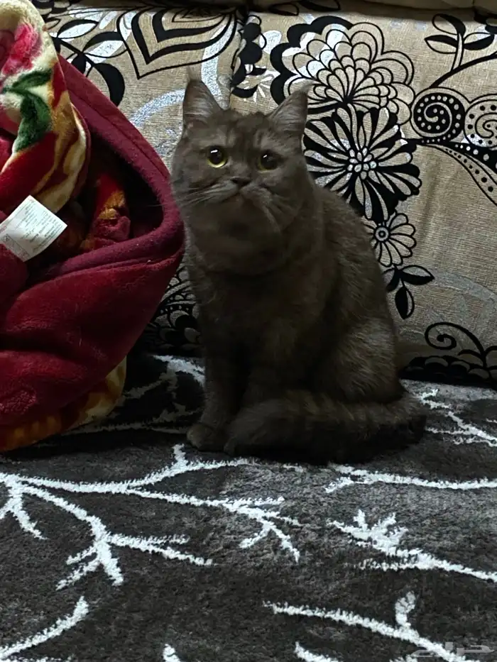 قط سكوتش 2