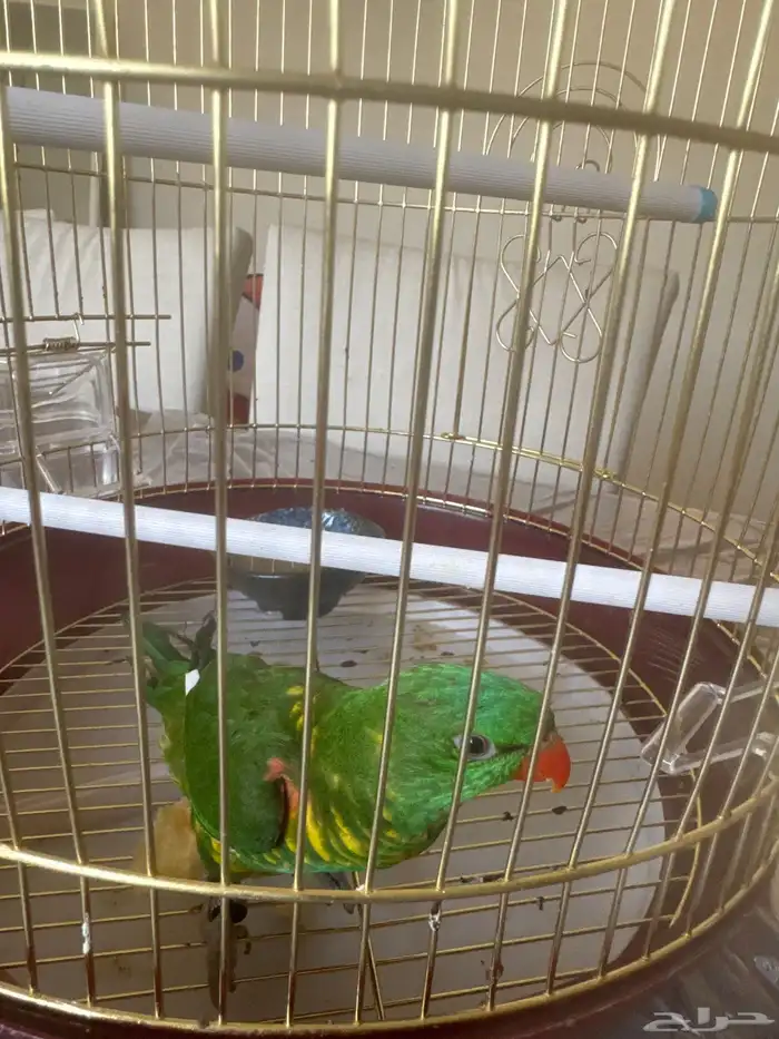 ببغاء كنيور اخضر اليف جدا 0