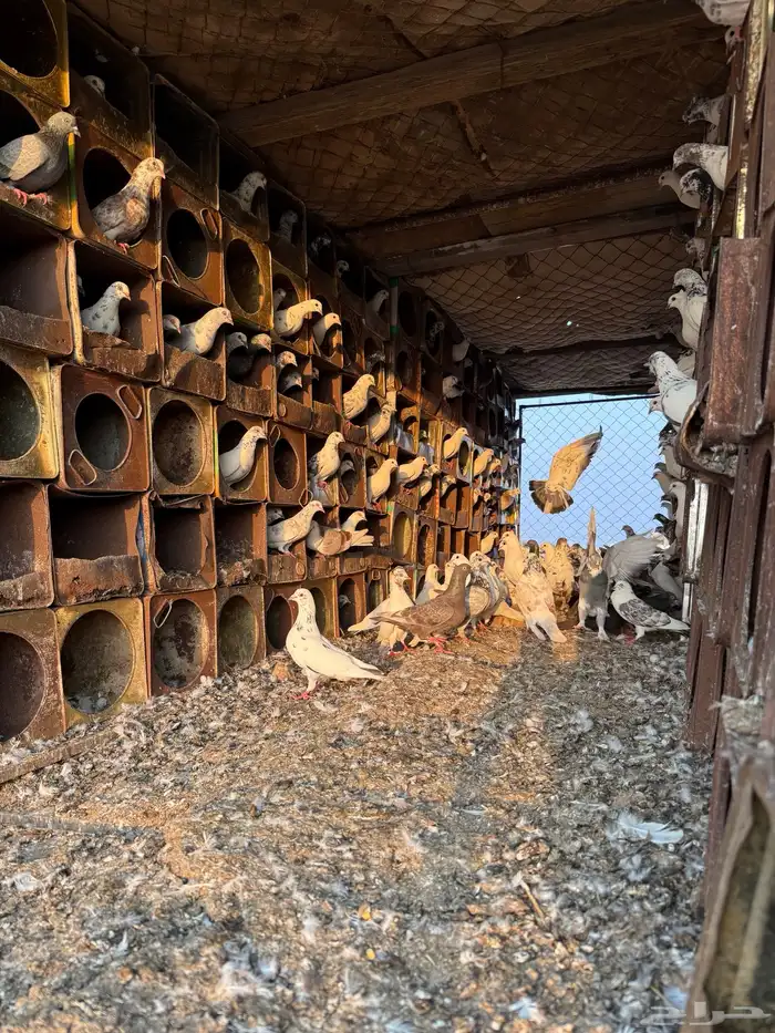 حمام بلدي للبيع 3