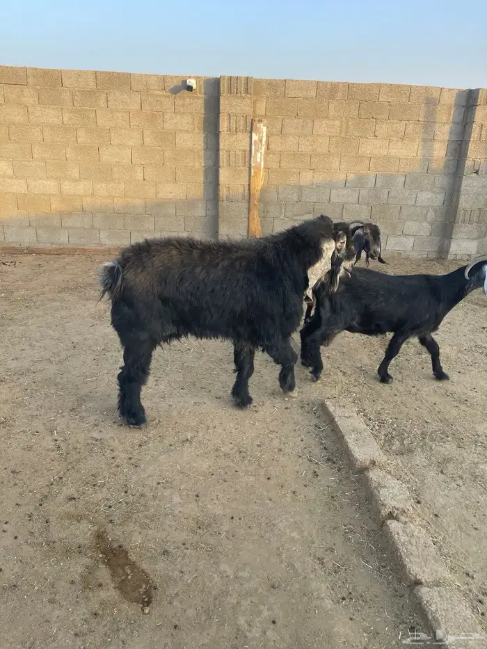 للبيع تيس عارضي 0