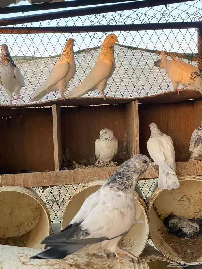 حمام باكستاني اعمار صغيره شباب 25