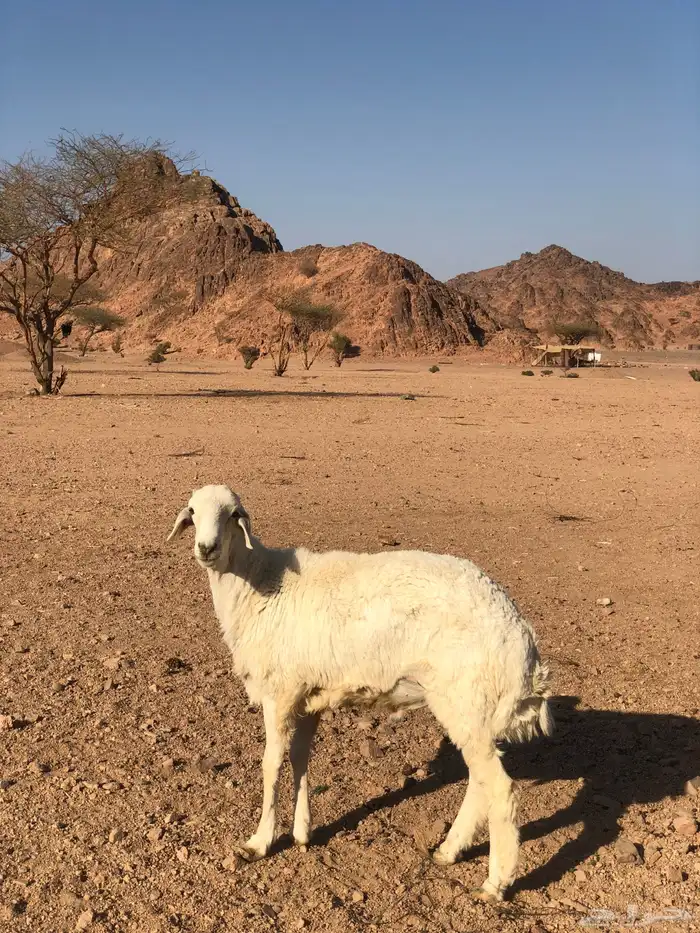 طلي  حبصي 1