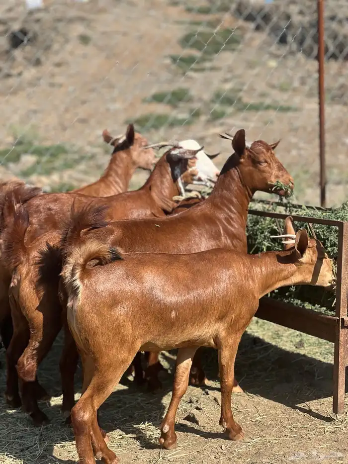 تأسيس مراح دهم الدهم 7