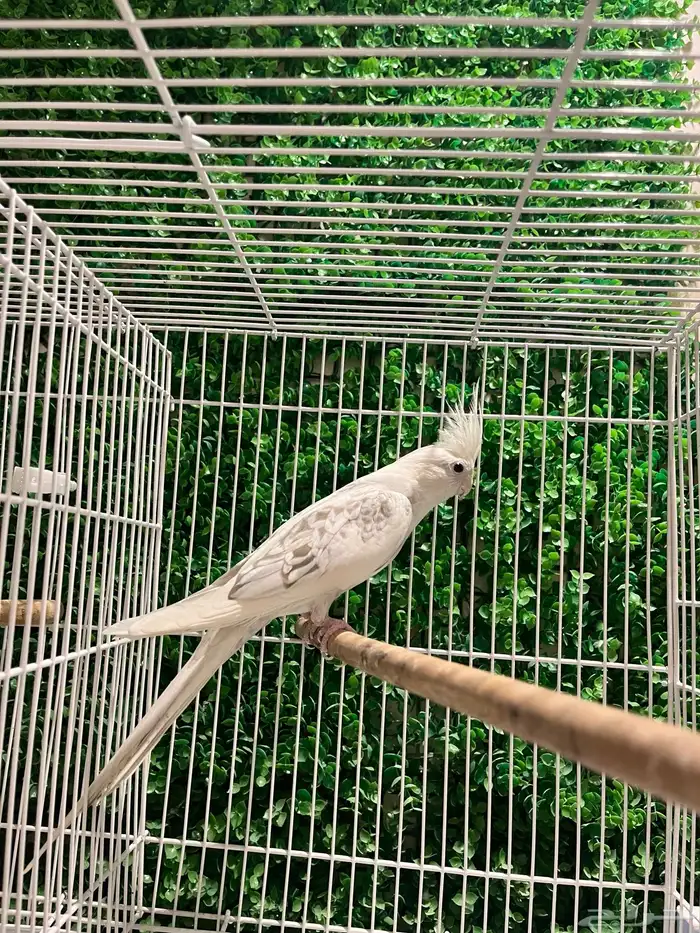 جوز كروان بصمة - بايد بيرل تم البيع خارج الموقع 2