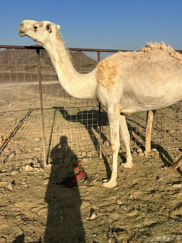 ضروبه وضحاء ب 4300 تم البيع 2