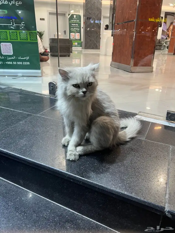 قطة تحتاج تبني و إنقاذ 0