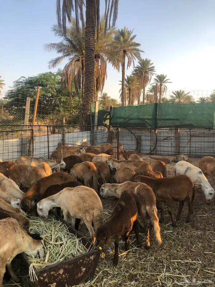 سواكن الموقع ساجر 1