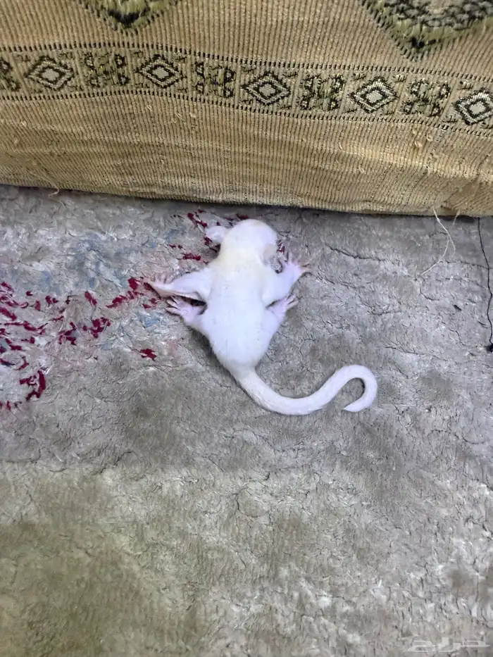 سنجاب شوقر قلايدر او الطائر 4