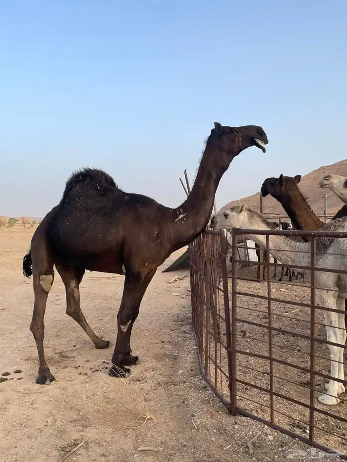 ابل 4
