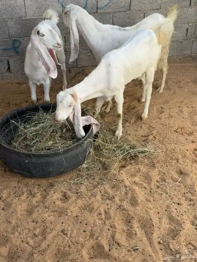 معززا عندد 3 مشرووكه 0