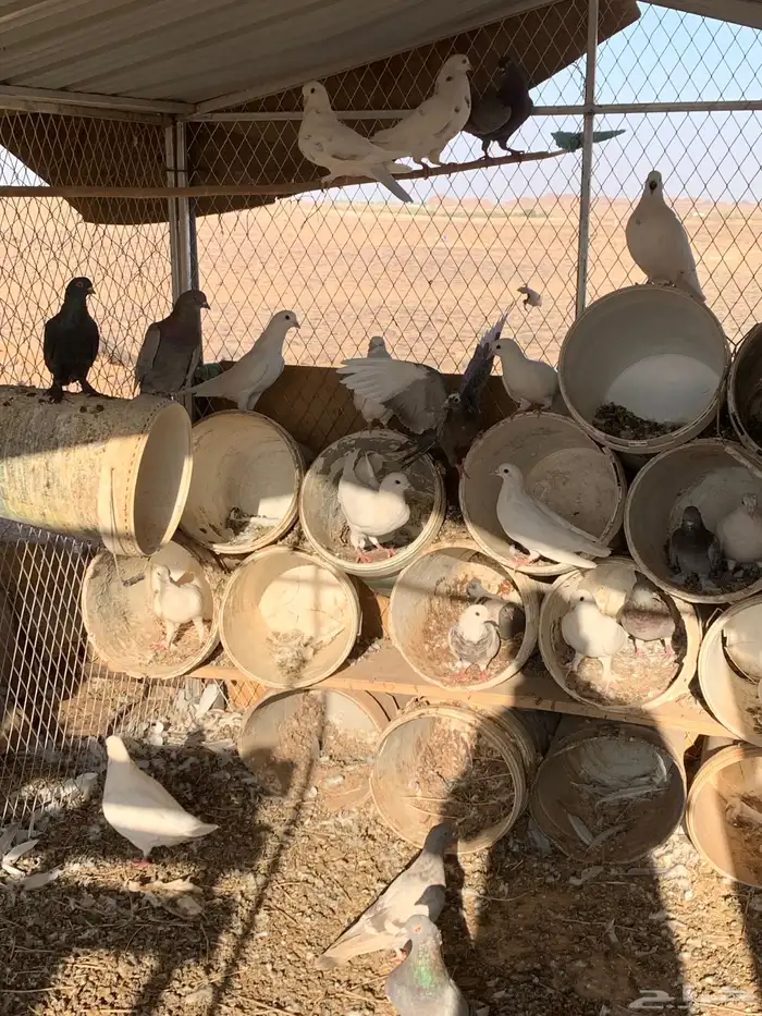 حمام فرنسي وسلفر منتج شرط 0