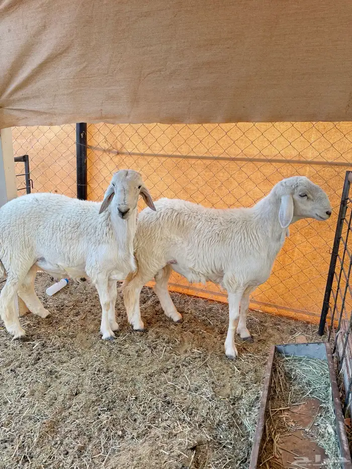 طليان حرية 3