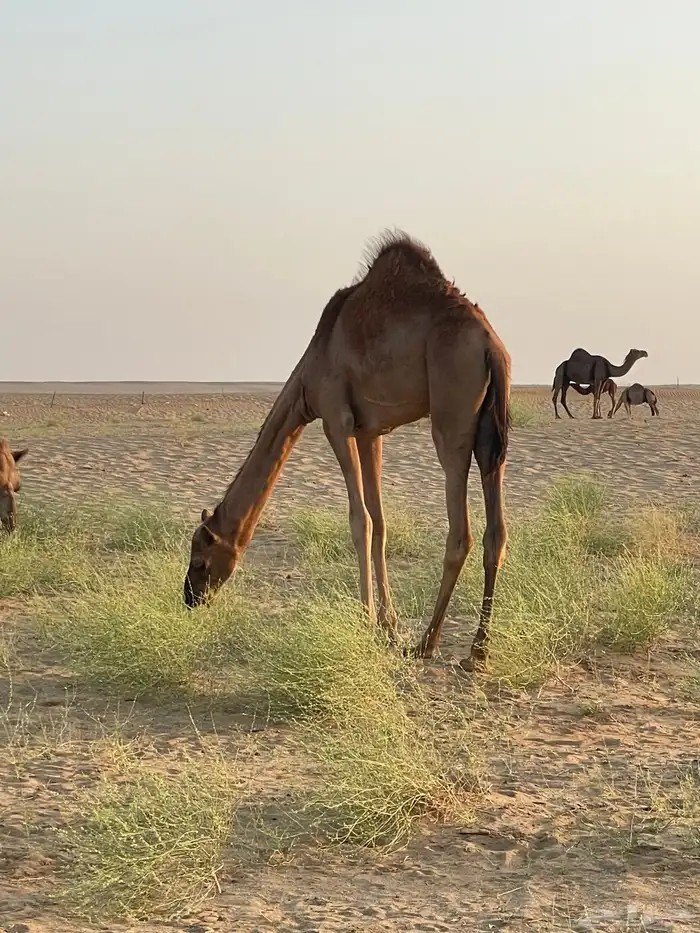 جفره سمينه   قعود ساحلي سمين لباني الموقع القنفذه 1