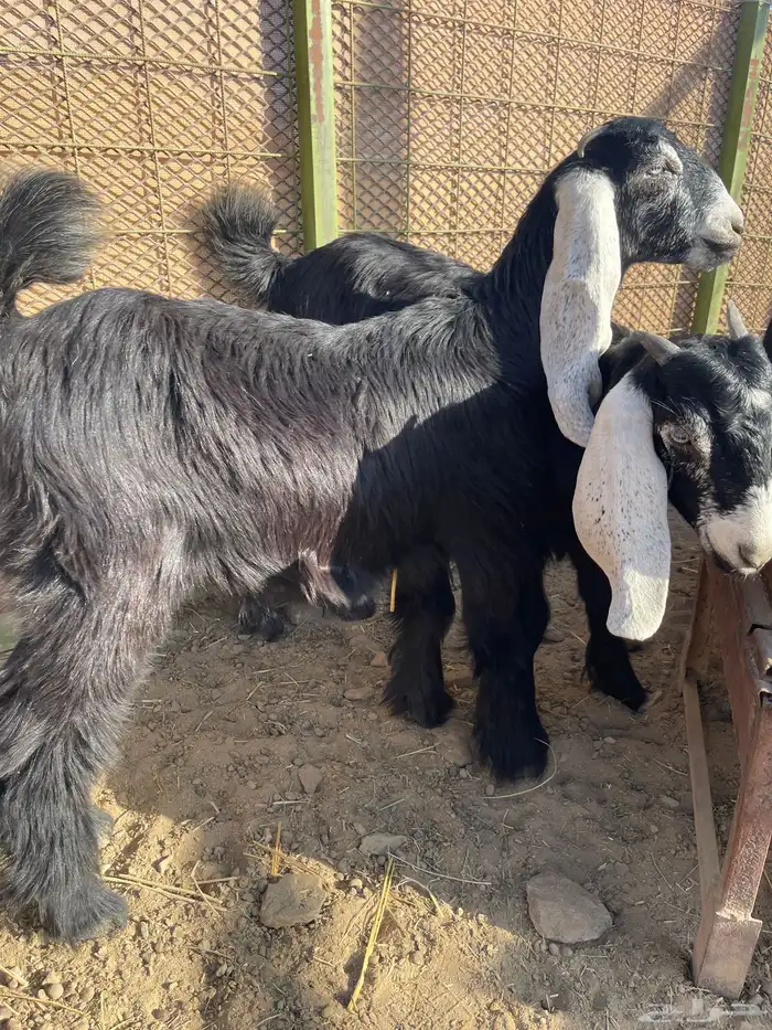 ذبايح حريه فاخره مع خدمة الذبح والتوصيل 9