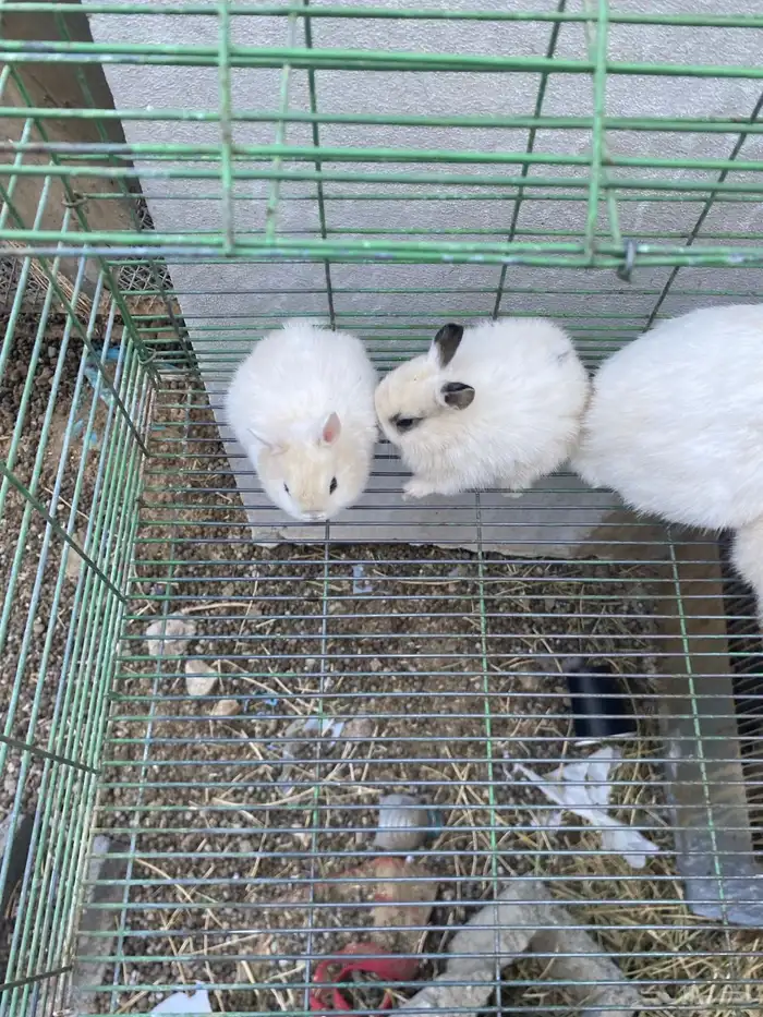 ارانب قزميه 3