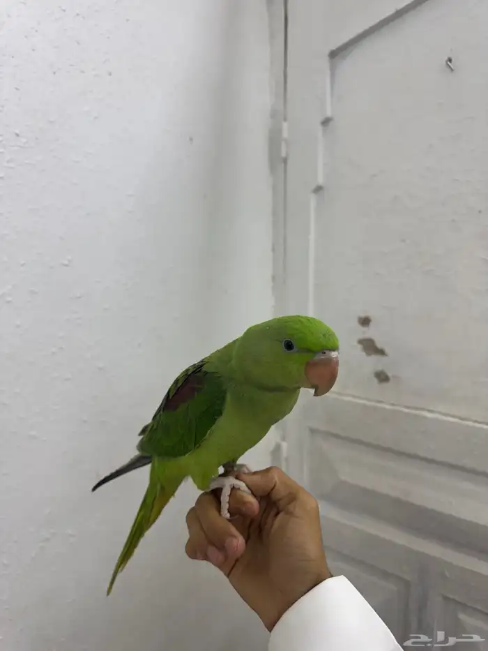 دره نيبالي 0