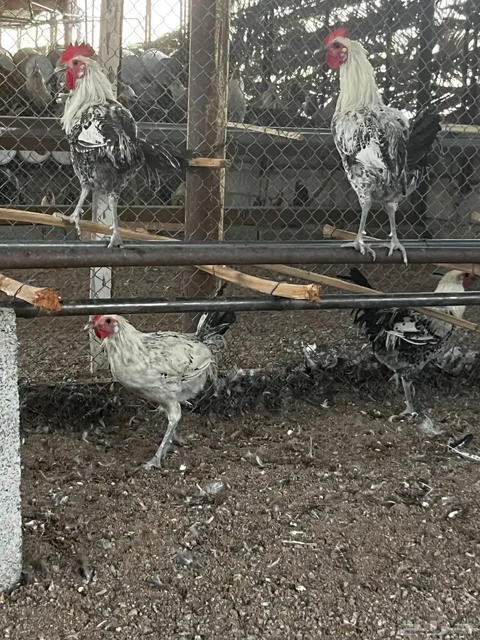 ديوك البيع 2