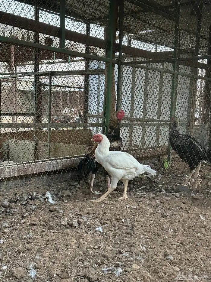 اطقم دجاج شامو - مستوى تب 5