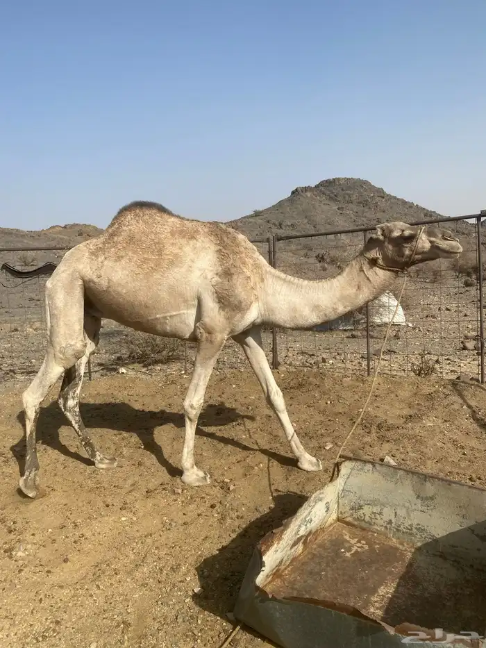 ركبي 2