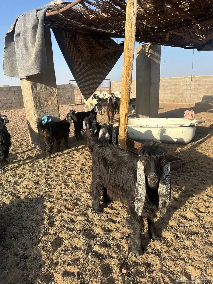 تيوس وجفار للبيع ذبايح فوق الوسط وفيها مقفل شحم 3